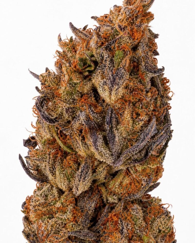 Valencia Seeds - Auto Oreoz x Runtz by Seed City Bulk Cannabis Seeds plant image