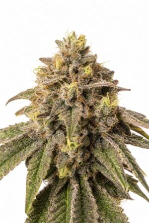Valencia Seeds – Auto Pink Runtz