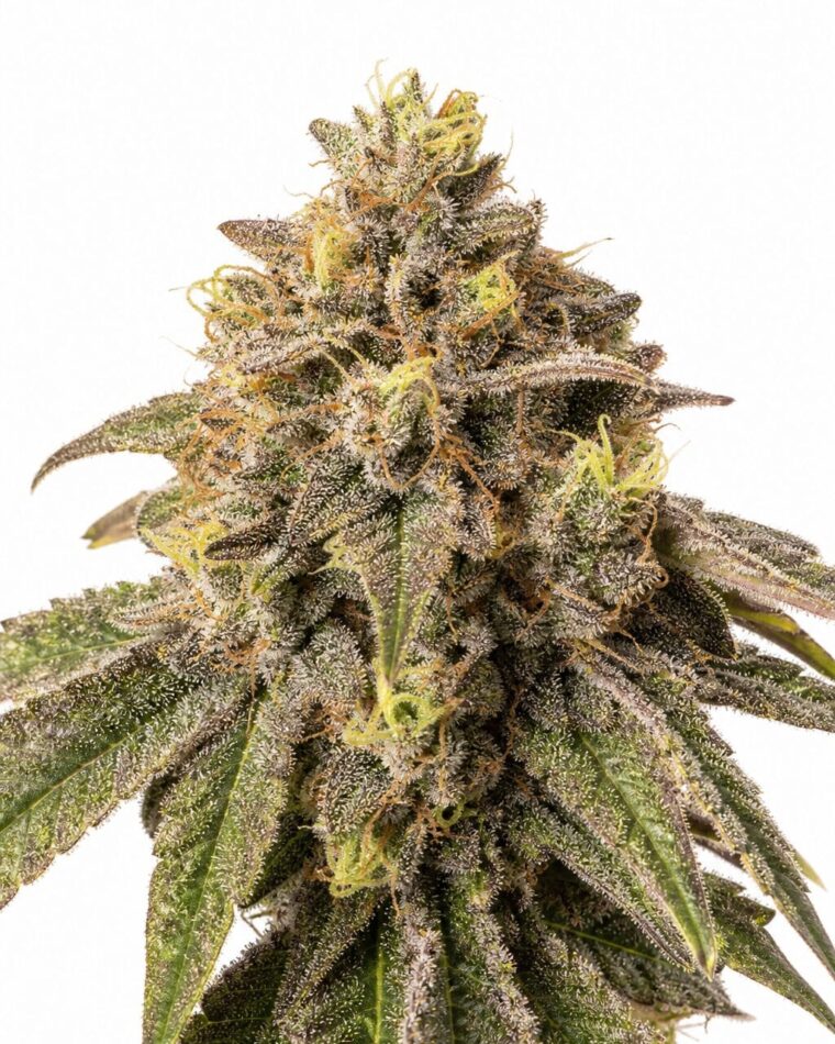 Valencia Seeds - Auto Pink Runtz by Seed City Bulk Cannabis Seeds plant image
