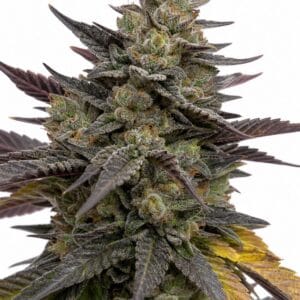 Valencia Seeds - Auto Purple Punch by Seed City Bulk Cannabis Seeds plant image