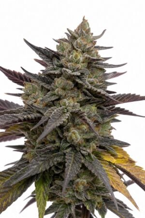 Valencia Seeds – Auto Purple Punch