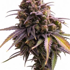 Valencia Seeds - Auto RS11 by Seed City Bulk Cannabis Seeds plant image