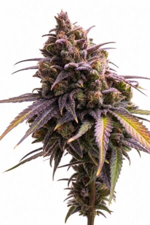 Valencia Seeds – Auto RS11