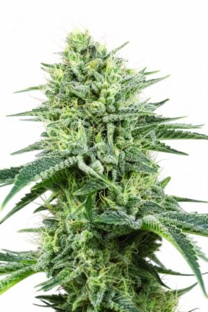 Valencia Seeds – Auto Strawberry Banana