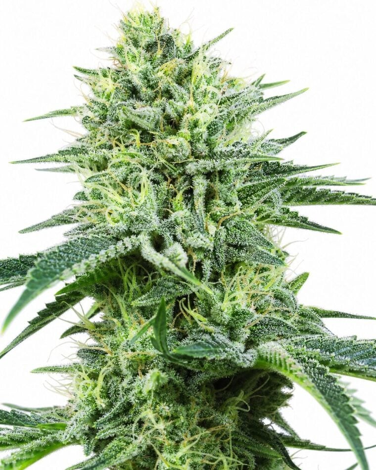 Valencia Seeds - Auto Strawberry Banana by Seed City Bulk Cannabis Seeds plant image