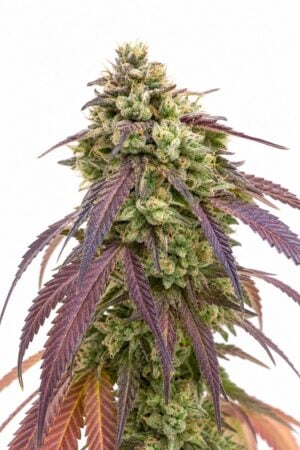 Valencia Seeds – Auto Zkittles