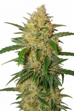 Valencia Seeds – Auto Zmoothie x Platinum