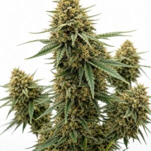 Valencia Seeds - Auto Zookies by Seed City Bulk Cannabis Seeds plant image