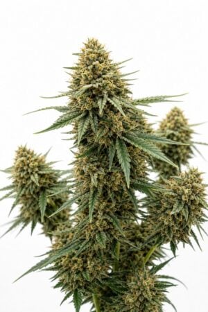 Valencia Seeds – Auto Zookies