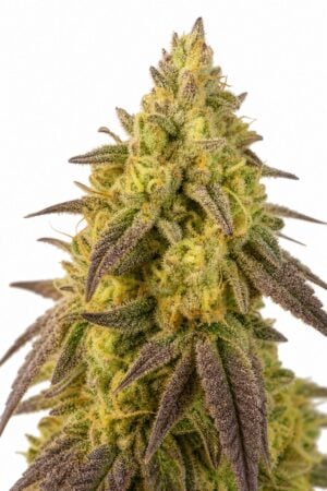 Valencia Seeds – Banana Punch TRIPLOID