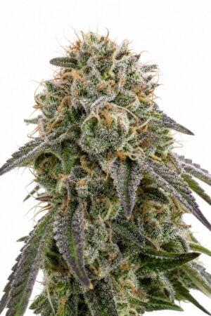 Valencia Seeds – Biscotti