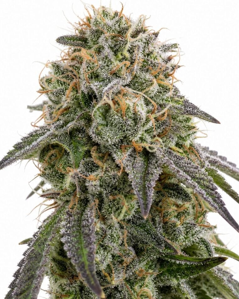 Valencia Seeds - Biscotti by Seed City Bulk Cannabis Seeds plant image