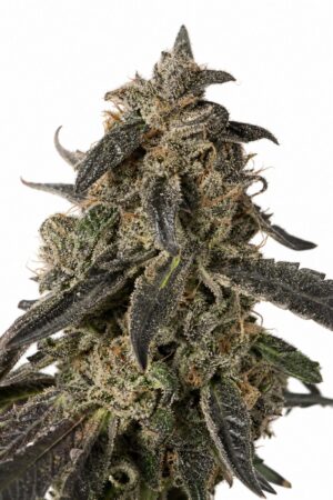 Valencia Seeds – Black Apple