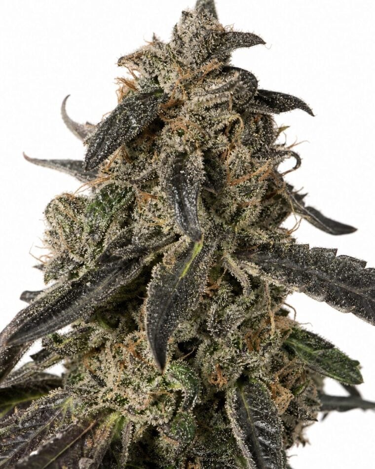 Valencia Seeds - Black Apple by Seed City Bulk Cannabis Seeds plant image