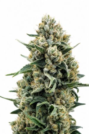 Valencia Seeds – Blue Cheese