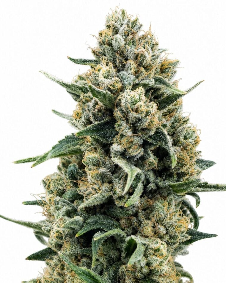 Valencia Seeds - Blue Cheese by Seed City Bulk Cannabis Seeds plant image