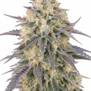 Valencia Seeds – Blue Dream Auto by Seed City Bulk Cannabis Seeds plant image