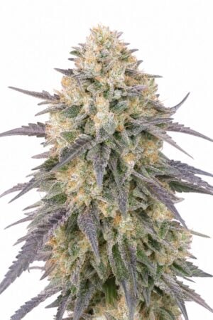 Valencia Seeds – Blue Dream Auto