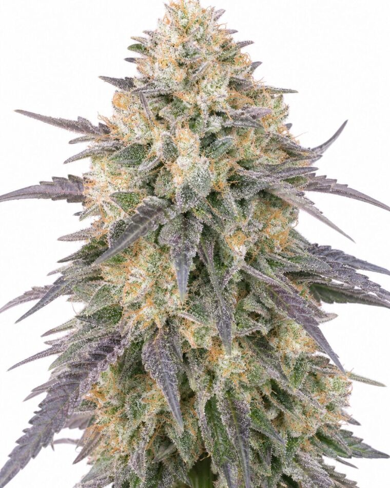 Valencia Seeds – Blue Dream Auto by Seed City Bulk Cannabis Seeds plant image
