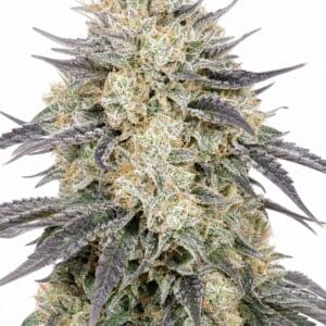 Valencia Seeds - Blue Dream by Seed City Bulk Cannabis Seeds plant image