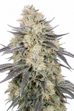 Valencia Seeds – Blue Dream