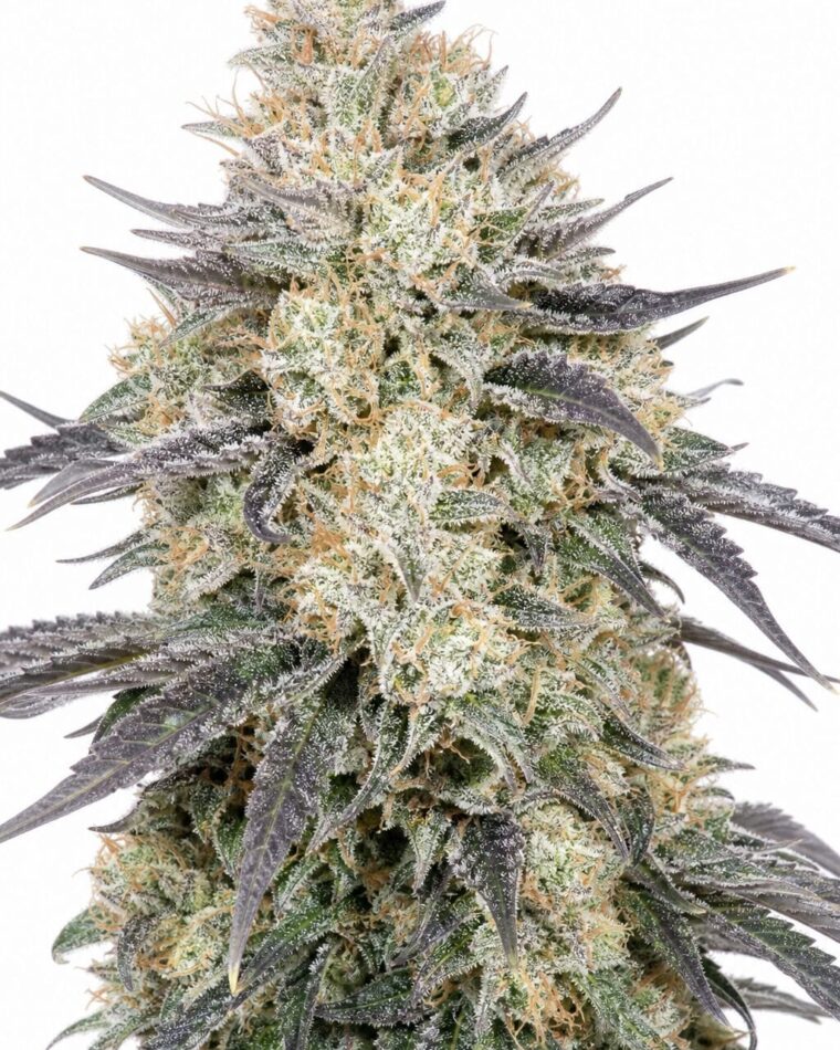 Valencia Seeds - Blue Dream by Seed City Bulk Cannabis Seeds plant image