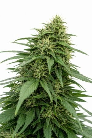 Valencia Seeds – Blueberry x Gelato