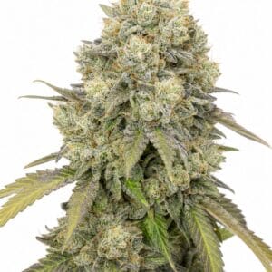 Valencia Seeds - Bruce Banner by Seed City Bulk Cannabis Seeds plant image