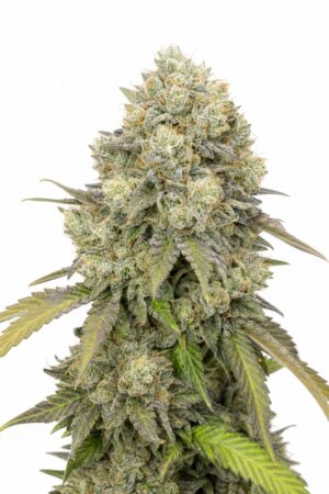 Valencia Seeds – Bruce Banner