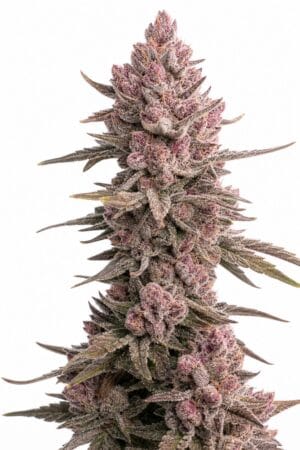 Valencia Seeds – Cherry Limonade TRIPLOID