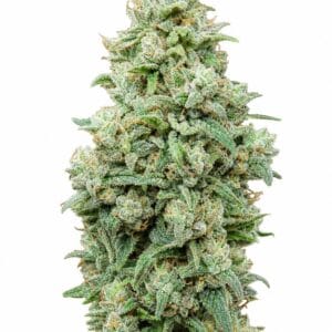 Valencia Seeds - Cherry Pie by Seed City Bulk Cannabis Seeds plant image