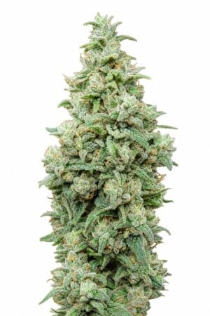Valencia Seeds – Cherry Pie