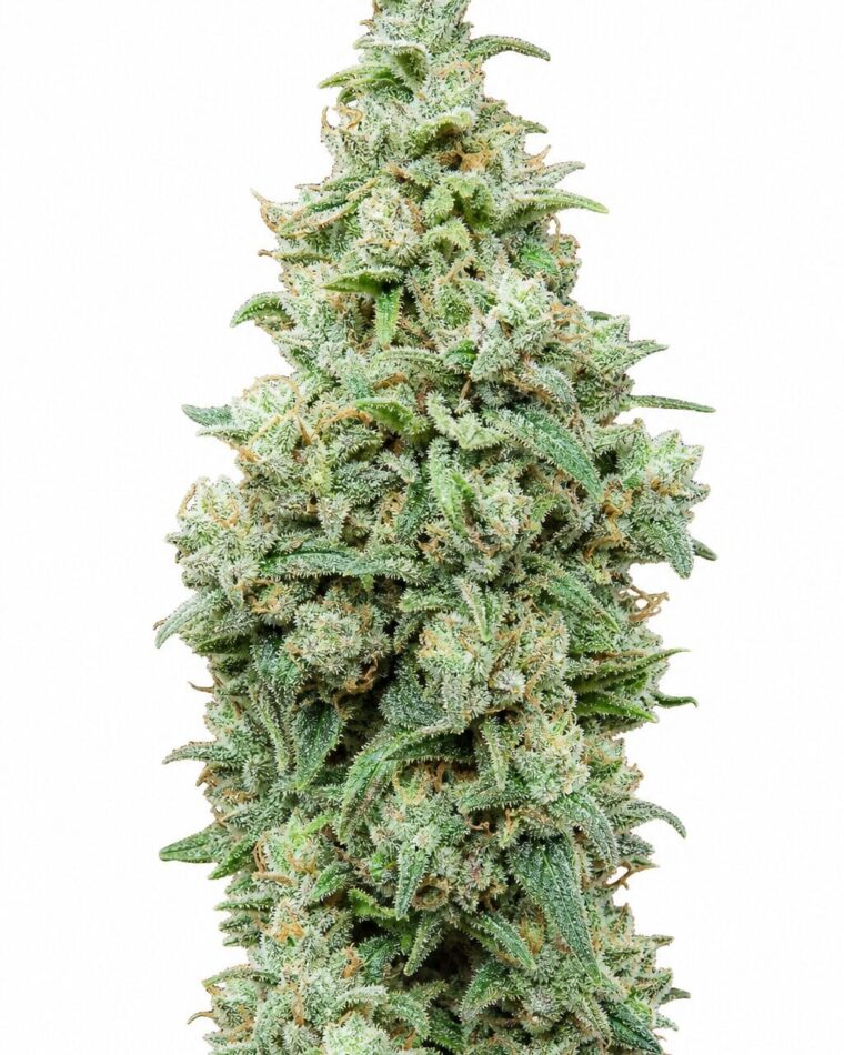 Valencia Seeds - Cherry Pie by Seed City Bulk Cannabis Seeds plant image