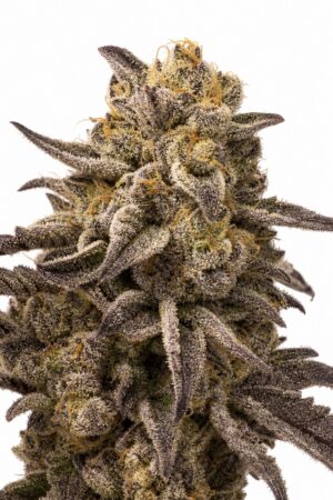 Valencia Seeds – Cougar Piss