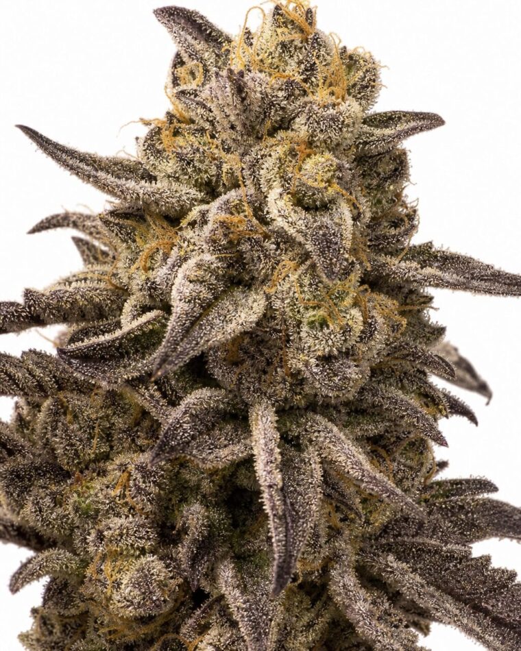 Valencia Seeds - Cougar Piss by Seed City Bulk Cannabis Seeds plant image