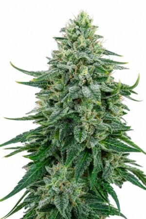 Valencia Seeds – Forbidden Fruit