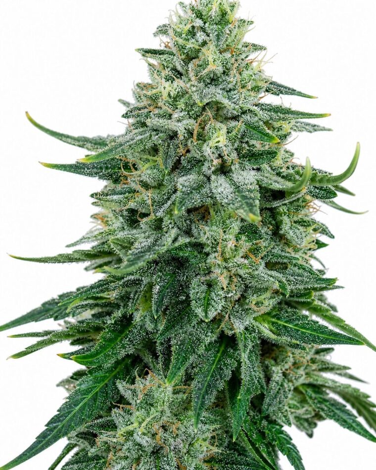 Valencia Seeds - Forbidden Fruit by Seed City Bulk Cannabis Seeds plant image