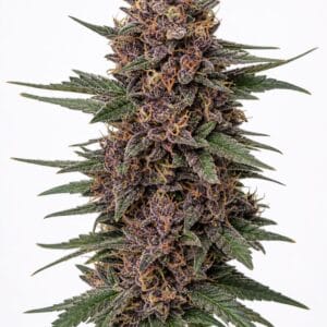 Valencia Seeds - Forbidden Zkittles by Seed City Bulk Cannabis Seeds plant image
