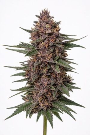Valencia Seeds – Forbidden Zkittles
