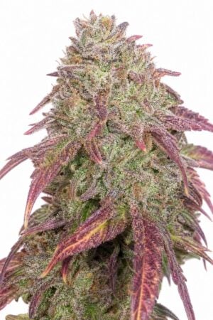 Valencia Seeds – Frosted Guava TRIPLOID