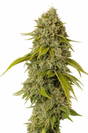 Valencia Seeds – Gelato