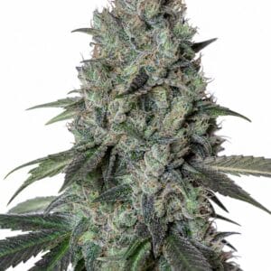 Valencia Seeds - Gelato x Girl Scout Cookies by Seed City Bulk Cannabis Seeds plant image