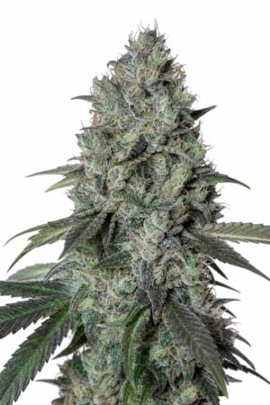 Valencia Seeds – Gelato x Girl Scout Cookies
