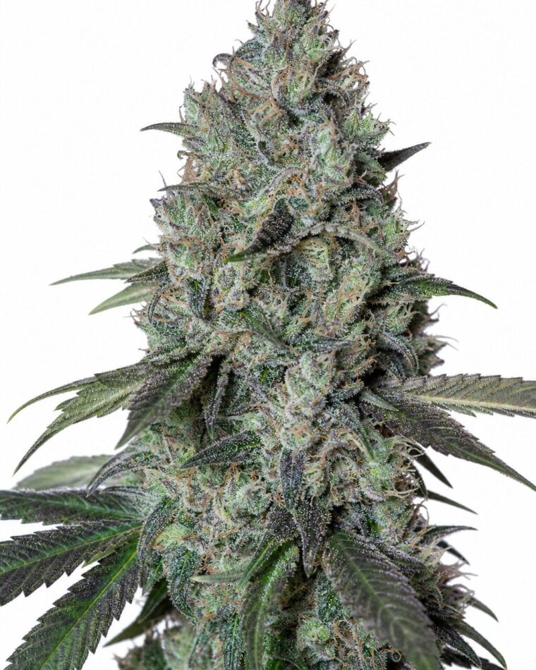 Valencia Seeds - Gelato x Girl Scout Cookies by Seed City Bulk Cannabis Seeds plant image
