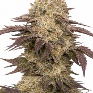 Valencia Seeds - Gelato x MAC by Seed City Bulk Cannabis Seeds plant image