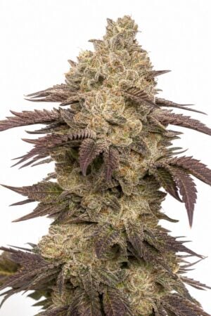 Valencia Seeds – Gelato x MAC