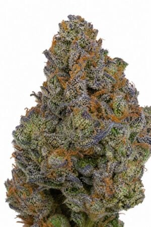 Valencia Seeds – Gelato x Triangle Kush