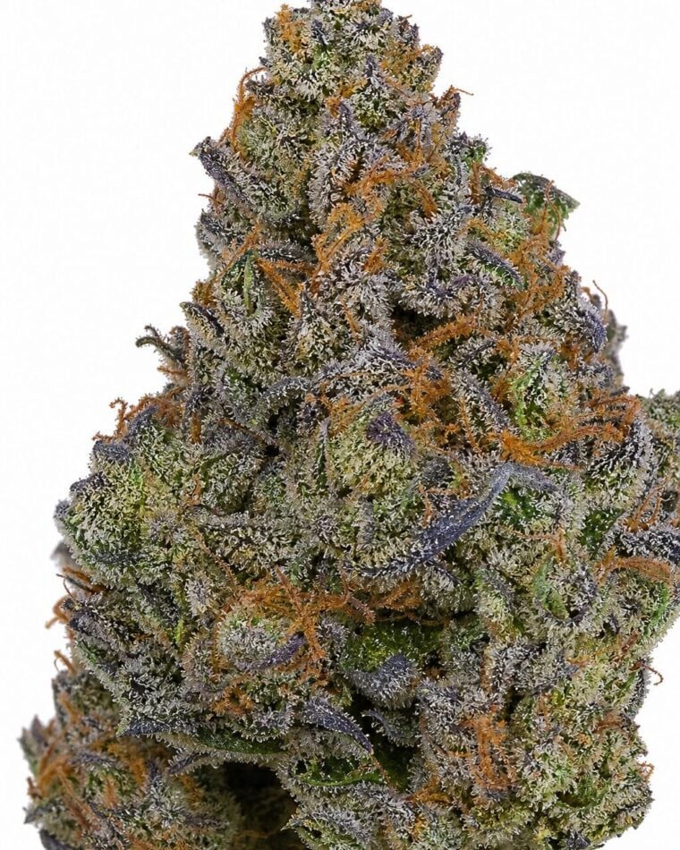 Valencia Seeds - Gelato x Triangle Kush by Seed City Bulk Cannabis Seeds plant image
