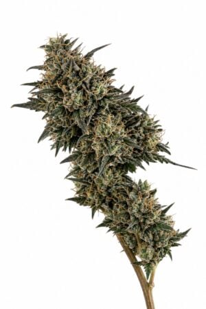 Valencia Seeds – Gelato x Zookies
