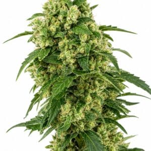 Valencia Seeds - Girl Scout Cookies by Seed City Bulk Cannabis Seeds plant image